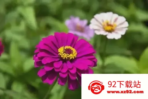 ��������ʶ�ﰲ׿���ֻ���