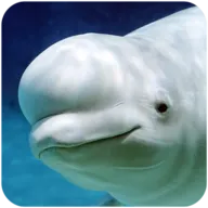 �׾�ģ����v1.0.1 ��Ѱ�