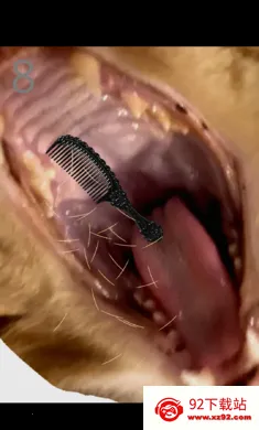 ��è��ë2026�ٷ����°汾v1.0 �ٷ������ͼ